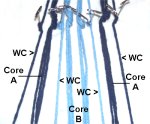 Arrangement of Cords