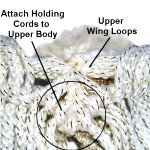 Upper Body