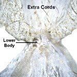 Lower Body