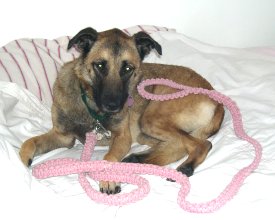 Pet Leash