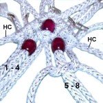 Square Knots